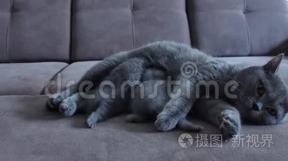 猫妈妈在沙发上喂可爱的小猫