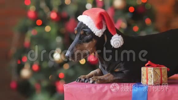 戴圣诞老人帽子的可爱狗视频