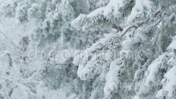 雪中的枞树、野林、圣诞树枝、冬雪