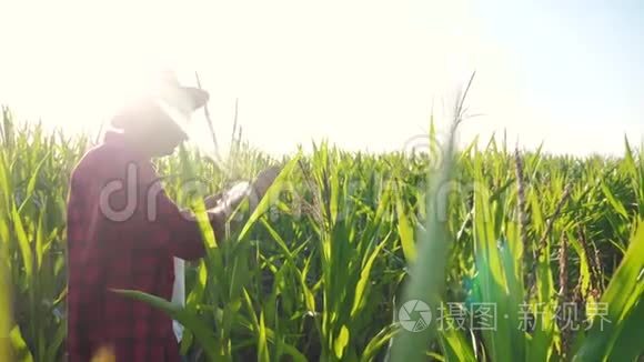 智慧农业慢动作视频概念.. 农学家在玉米地里拿着平板电脑，正在研究