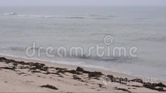 秋天多雨的北海海岸视频