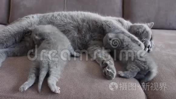 猫妈妈在沙发上喂可爱的小猫视频