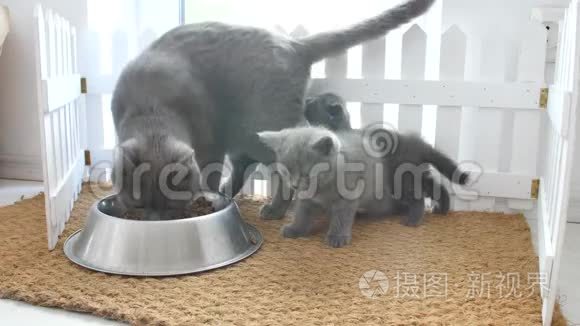 猫和猫妈妈一起吃宠物食品视频