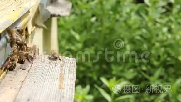 蜜蜂在蜂巢入口附近的活动视频