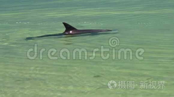 一只海豚在水下视频