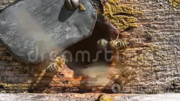 蜜蜂在蜂巢入口附近的活动视频