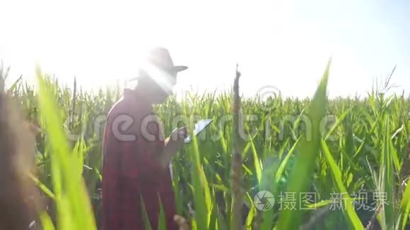 智慧生活方式农耕理念慢动作视频.. 农学家在玉米地里拿着平板电脑。
