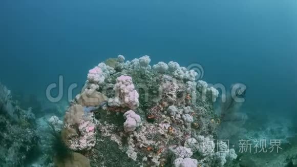 印度尼西亚Raja Ampat珊瑚礁4k
