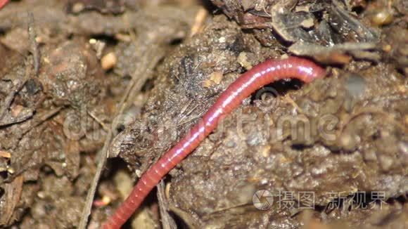 蚯蚓呈群状. 鱼饵. 蚯蚓是在annelida门中发现的管状,分段蠕虫.短视频