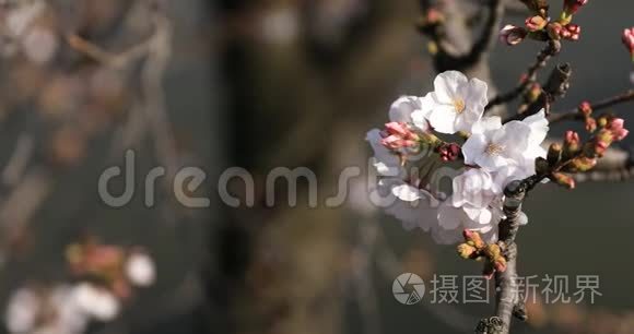 东京公园的樱花视频