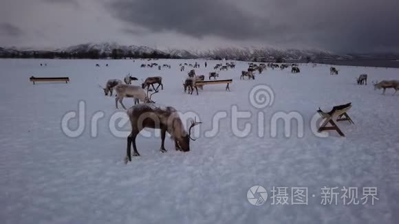 冬季萨米人营地的驯鹿牧民