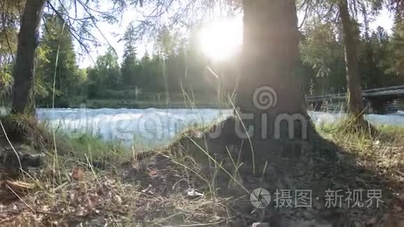 山河岸边的草甸。 有绿草，松树和阳光的景观.. 在机动滑块小车上运动。