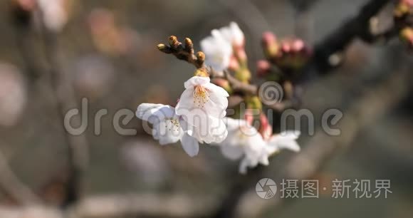 东京公园的樱花特写视频