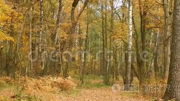 森林自然保护区秋季落叶日