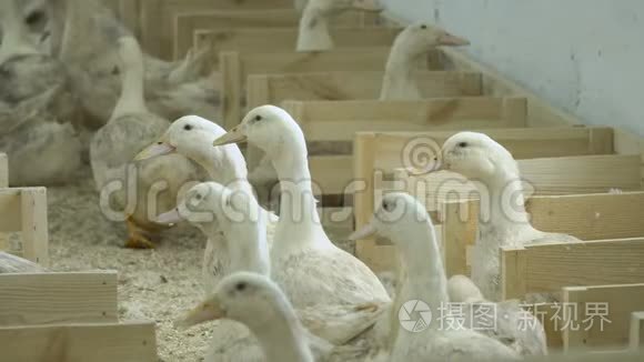 饲养家禽的成年鸭出售视频