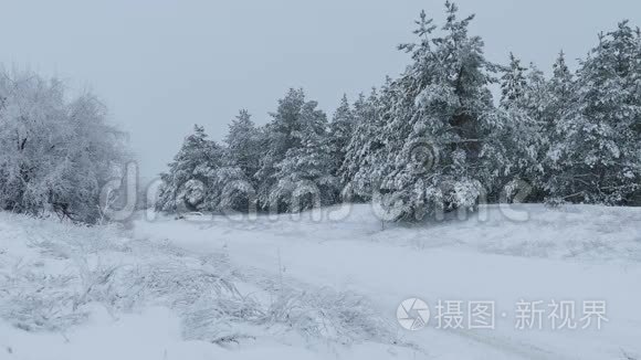 雪野林中的圣诞树冬天下雪