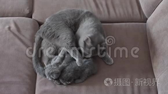 猫妈妈在沙发上喂可爱的小猫视频