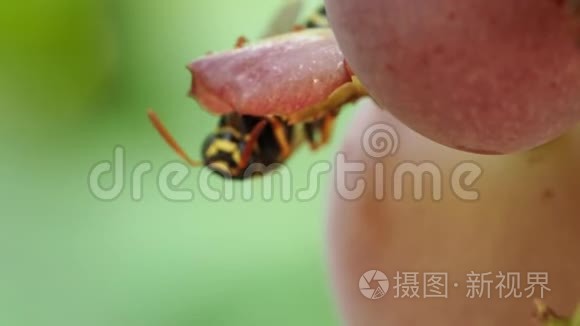 自然界昆虫的宏观摄影视频