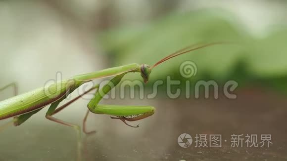 自然界昆虫的宏观摄影视频