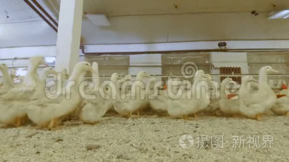 家禽养殖场成年鸭群视频