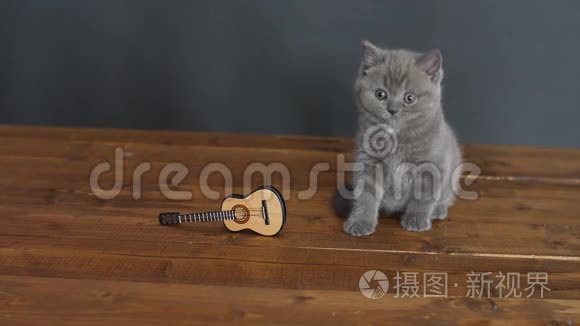 一只英国小猫和一把吉他