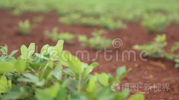 花生田种植园自然视频