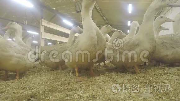 家禽养殖场出售的成年鸭视频