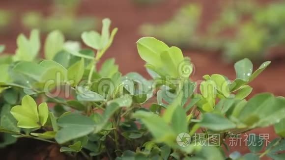 花生田种植园自然视频