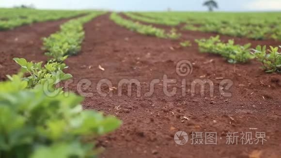 花生田种植园自然视频