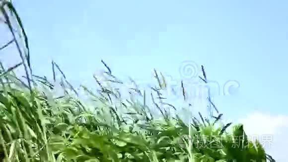 农场植物中的纳皮尔草视频