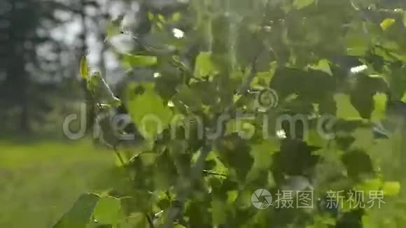 杨枝带绿叶慢动作视频视频