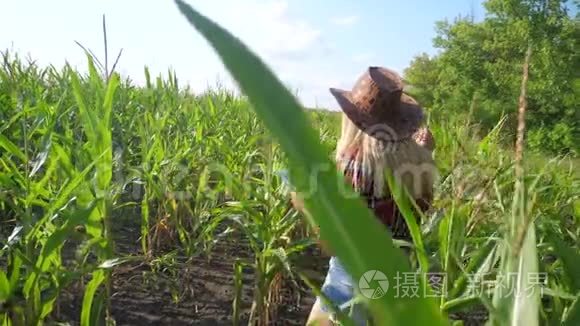 智慧农业慢动作视频概念.. 女孩农学家在玉米地里拿着平板电脑，正在学习和学习