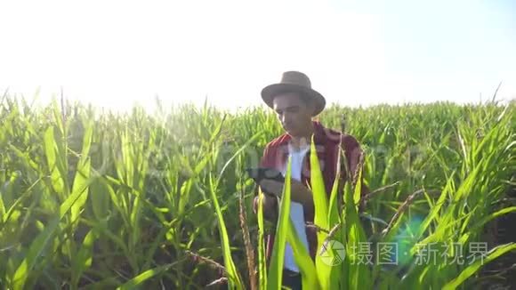 智慧农耕概念慢动作视频.. Agronomist的生活方式男人在玉米地里拿着平板电脑。