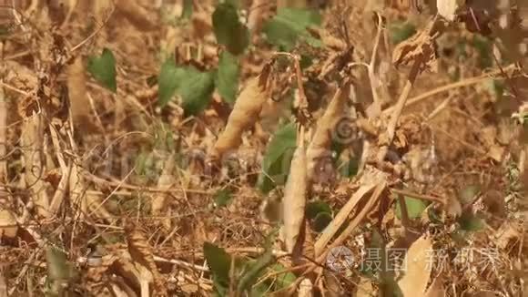 农田种植成熟的干豌豆视频