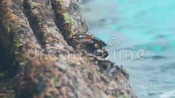 海滩岩石上的螃蟹和跳岩者视频
