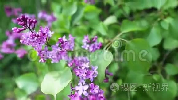 枝带春丁香花.