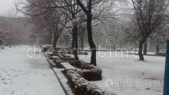 冬雪季节地面积雪和树枝视频