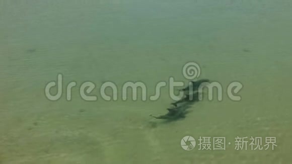 海豚水下视频