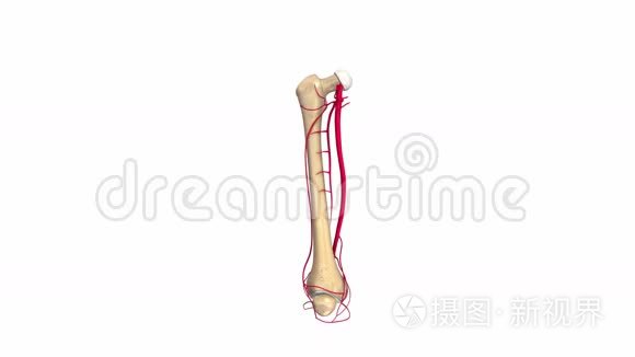 带动脉的股骨骨视频