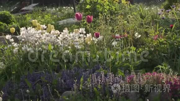 夏日花园里美丽的花朵