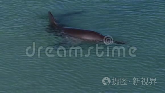 海豚水下视频