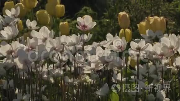 夏日花园里美丽的花朵视频