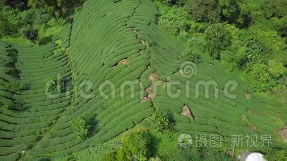 台湾阿里山地区乌龙茶种植。 鸟瞰图