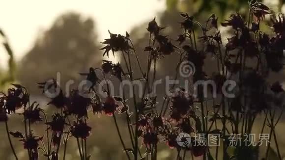 夏日花园里美丽的花朵视频