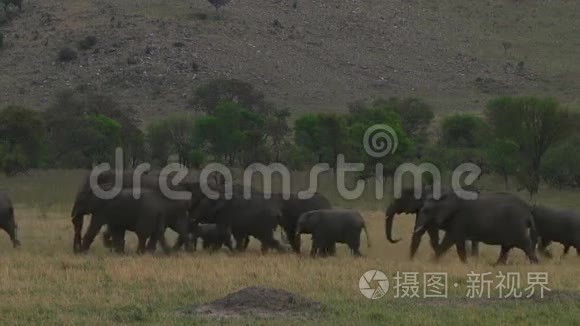 塞伦盖蒂的大象群视频