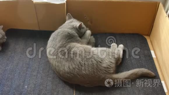 英国的小猫妈妈视频