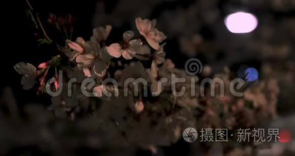 东京公园的樱花夜间特写视频