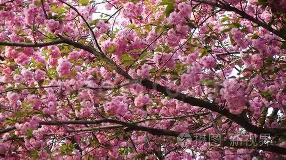 樱花樱花树花开.