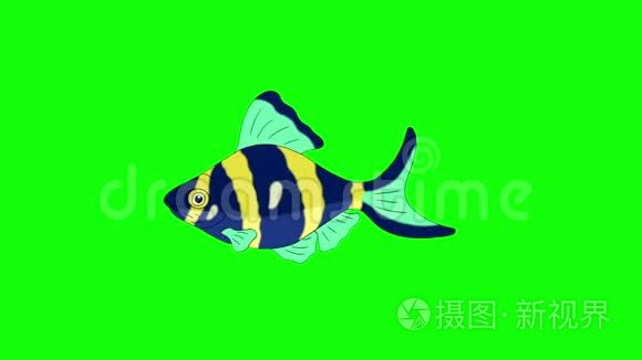 蓝黄色水族馆鱼色键环视频