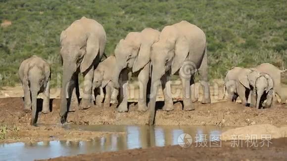 非洲大象喝水视频